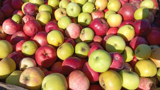 Врач Л.Афинская рассказала самарцам какие плоды эффективно снижают холестерин 