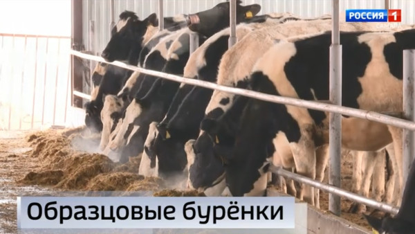 "Вести Самара": На ферме в Хворостянском районе новые постояльцы