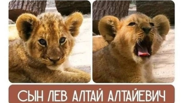 В Самарский зоопарк из Барнаула самолётом доставят львёнка Алтая