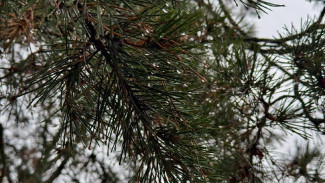 В Самарской области спасли хвойные деревья от прожорливых вредителей