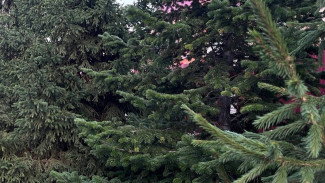 Садовый эксперт Вера Глухова напомнила о ключевых моментах подготовки сада к зиме 