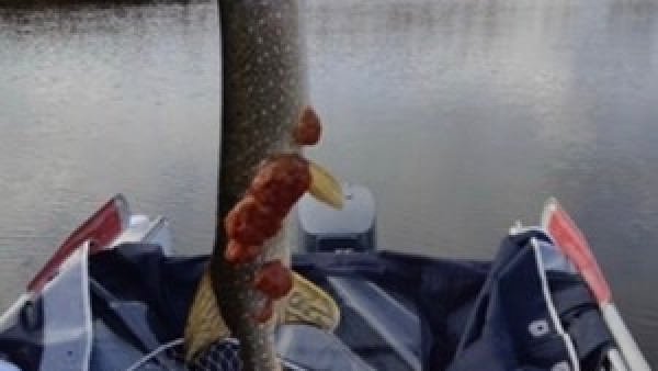 В Волге обнаружили зараженную мерзкой болезнью рыбу. Фото
