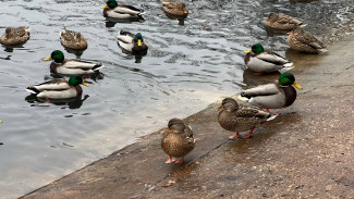 Ученые объяснили, каких птиц не нужно трогать в Самаре