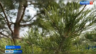 В Тольятти высадили более 315 тысяч деревьев после пожаров 2010 года