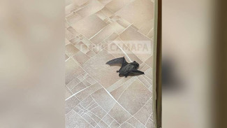 Тольяттинку и её кота разбудил ночной гость с острыми зубами