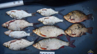 Под Самарой поймали рыбаков-браконьеров