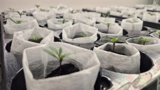 Самарцам рассказали, как на дачи завозят опасного вредителя