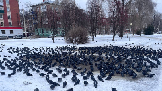 Полиция опровергла слухи о жестоком обращении с голубями в Самаре