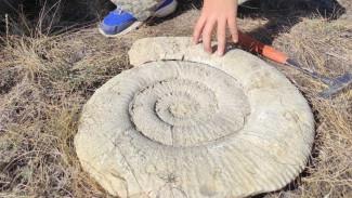 Палеонтологи нашли на юге Самарской области гигантских моллюсков