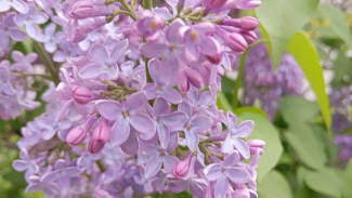 Синоптики озвучили долгосрочный прогноз погоды на конец весны и начало лета 2026