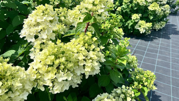 Вера Глухова рассказала, на что обратить внимание при посадке высокорослых гортензий