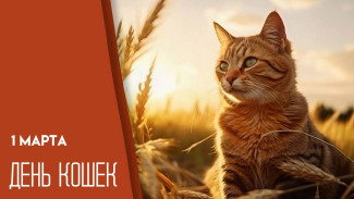 1 марта — День кошек: мурлыкающий символ весны