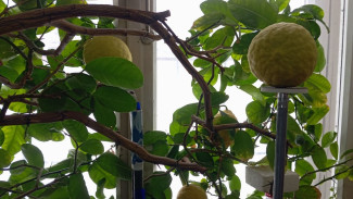 Художник из Самары вырастил лимон размером с дыню