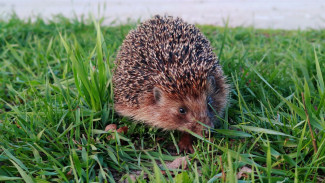 Народный календарь 25 июля: в День Прокла Плакальщика не делайте этого, чтобы беда обошла стороной