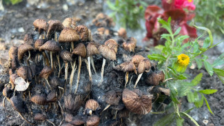 Самарцам рассказали, какие дачные растения и грибы отправят садовода за решётку