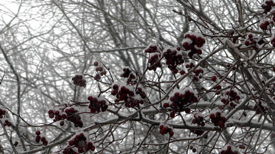 Ученые объяснили, почему Самару ждет нашествие насекомых летом 2026