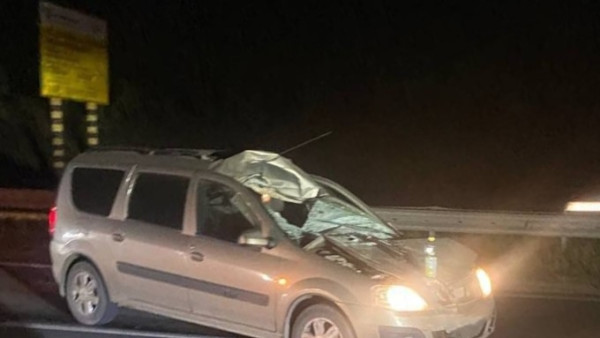 Лось не пережил столкновение с машиной на трассе возле Самары