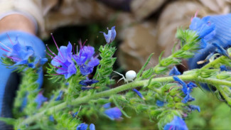 Народный календарь: 29 июня. Не делайте этого на Тихона Тихого, чтобы не лишиться здоровья