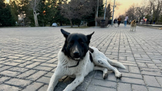 В Самаре выбрали подрядчика для отлова бездомных собак
