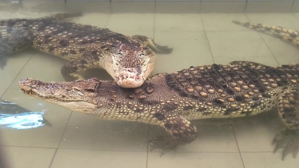 Крокодилы из самарского зоопарка дали мастер-класс по романтике