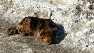 В Самарской области ребенка до крови покусала собака