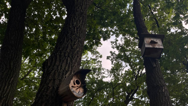 В Самаре на острове Поджабный хотят высадить деревья