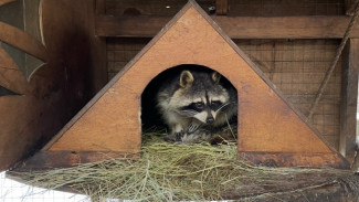 Туристка из Самары подверглась нападению агрессивных енотов в Железноводске  