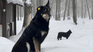 Девочке заплатили 60 тыс. руб. из-за нападения своры собак в Самарской области
