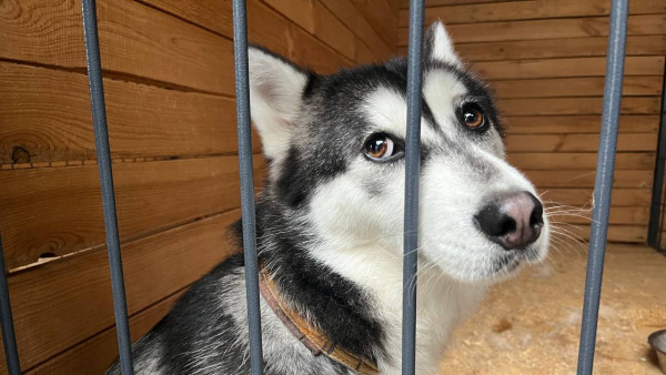 В Самарской области мужчина сломал женщине ключицу из-за собаки