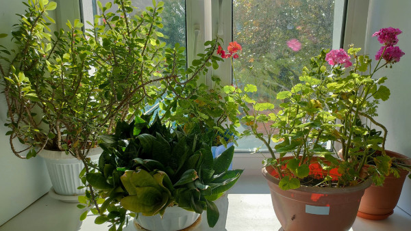 Самарцев предупредили о штрафах и тюремных сроках за выращивание комнатных растений