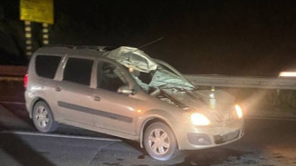 Лось не пережил столкновение с машиной на трассе возле Самары