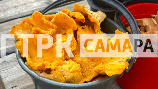 После обильных дождей в Самарской области грибники собирают небывалый урожай