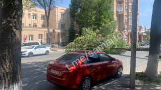 В Самаре рухнувший огромный карагач перекрыл улицу Красноармейскую напротив прокуратуры  