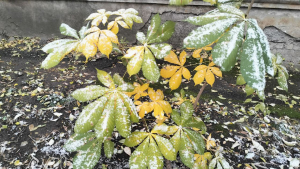 В Самаре выпал снег 1 ноября 2024 года