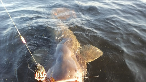 Пасть акулы и человеческий размер: рыбак Александр Фурсов поймал в Волге донного монстра
