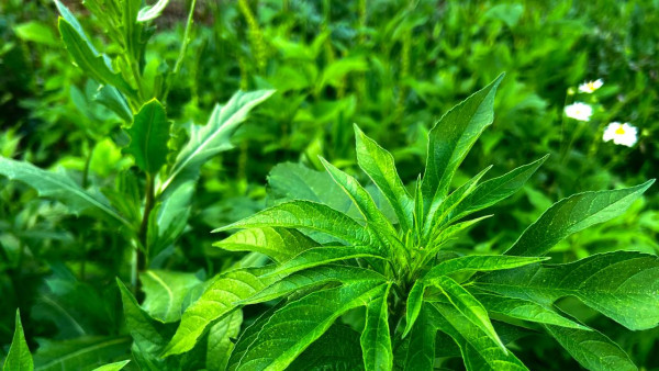 Аллергическая пыльца атакует Самарскую область 10 июля