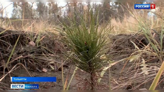 В Самарской области продолжают восстанавливать пострадавший от пожара лес 