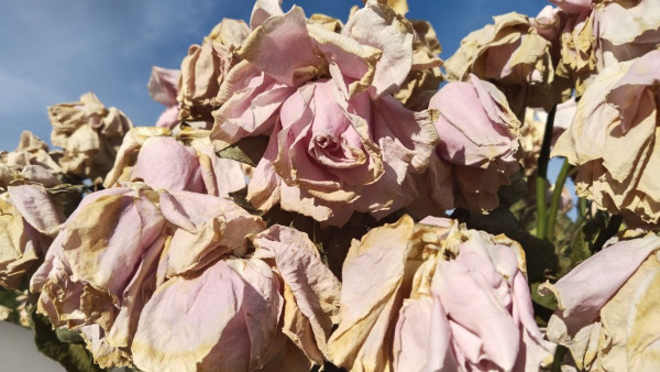 Эффект ореола: психологи выяснили, почему красивые люди так легко обманывают