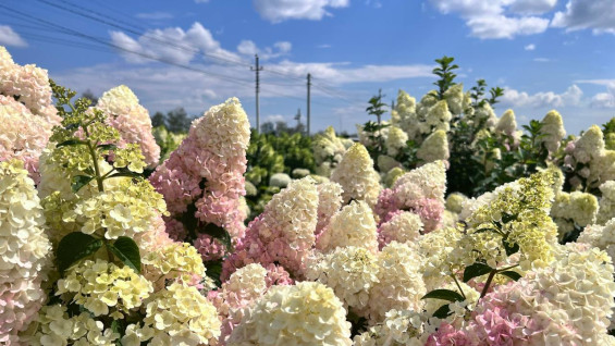 Садоводы государств Средней Азии будет учиться у самарских коллег