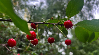 В Самарской области 16 июля объявили жёлтый уровень опасности