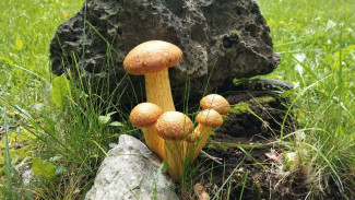 Народные приметы: 18 августа 2024. За какие поступки сурово накажет Евстигней Житник