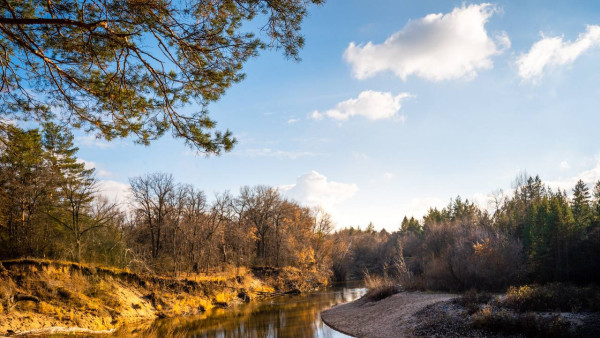 В Самарской области памятник Дубрава естественного происхождения возьмут под охрану