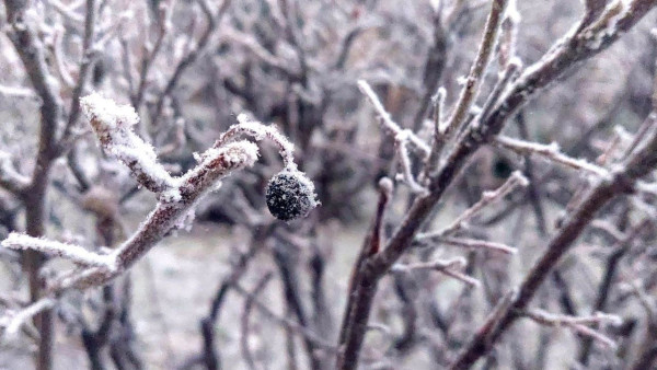 Синоптики рассказали, когда арктические -20°C выморозят Самарскую область