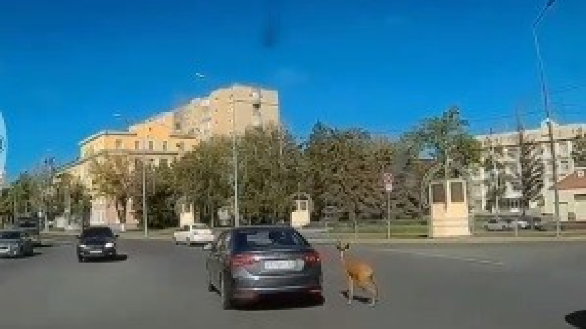 Разрыв сердца можно получить!»: в Самаре жителей напугала  дезориентированная косуля – Новости Самары и Самарской области – ГТРК Самара