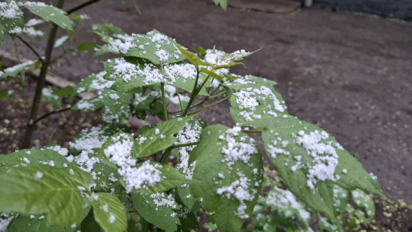 Снег придёт в Самарскую область 13 ноября