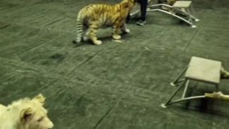 Запашный снял в самарском цирке ролик с тиграми по мотивам "Слова пацана"