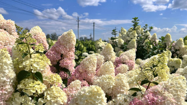 Садоводы государств Средней Азии будет учиться у самарских коллег