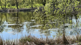 В сквере «Дубовый колок» в Самаре займутся очисткой водоёма