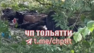 На Приморском бульваре в Тольятти лежит труп 