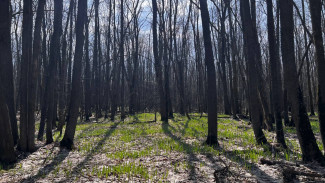 В Самарской области с 8 по 14 октября объявлена пожароопасность лесов 5 класса